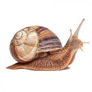 Snail