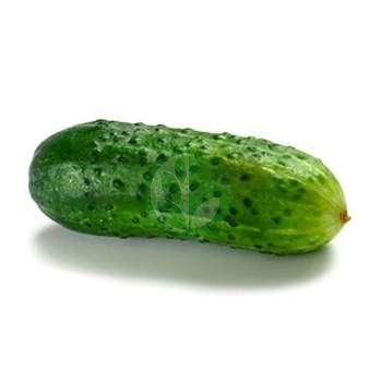 Cucumber