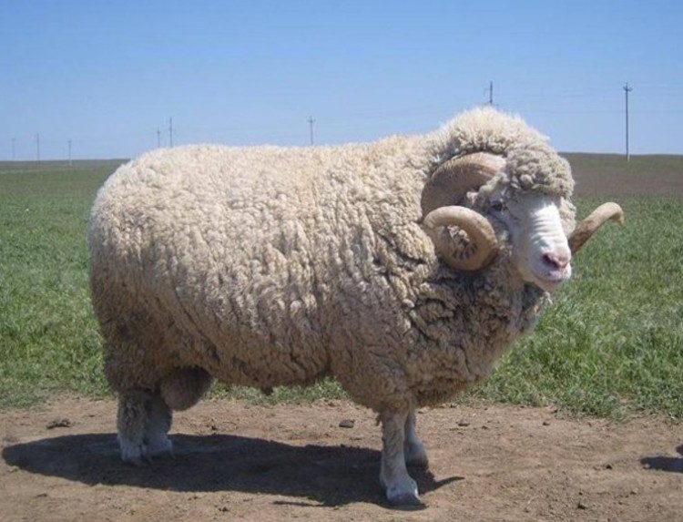 Sheep