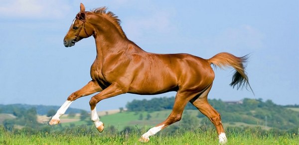 Horse